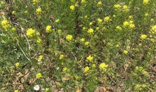油菜花田现小黄人 油菜花田现小黄人